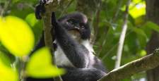 Małpa uważana za wymarłą jednak żyje - na Borneo