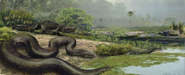 Titanoboa - największy wąż świata