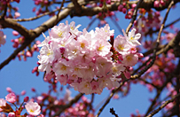 Magnolie i wiśnie już kwitną