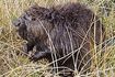 Pies uratowa� bobra
