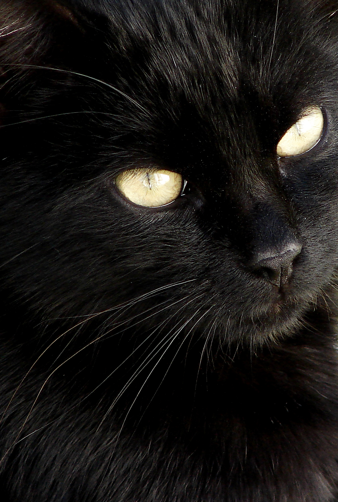 Czarny kot przebiegający drogę i inne „kocie przesądy