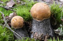 Pogoda sprzyja grzybom