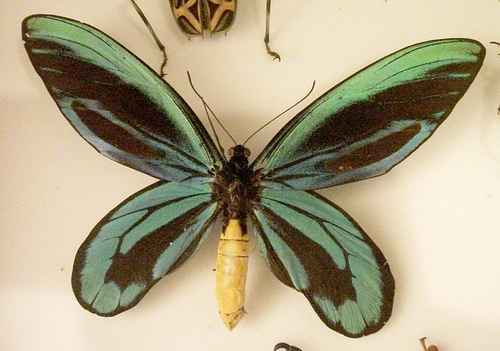 Motyl Królowej Aleksandry