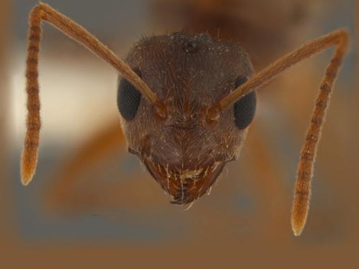 Nowy rodzaj mrówek - zjedzą ci telefon i komputer!