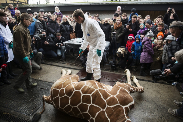 Pracownik zoo ćwiartuje żyrafę na oczach dzieci