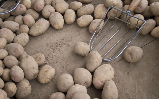 Ziemniak GMO jest odporny na zarazę