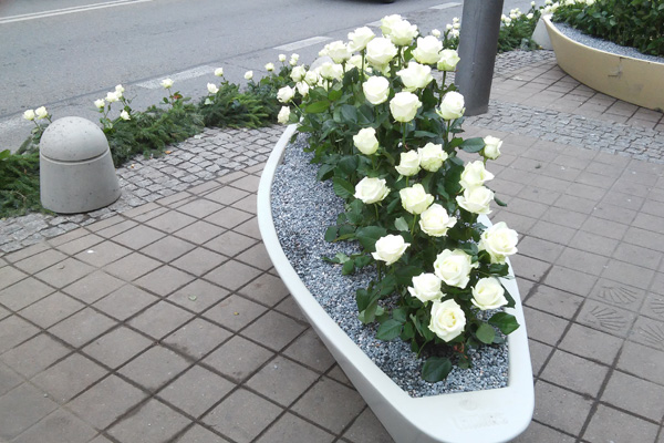 Tak Gdynia żegna Annę Przybylską. Na głównych ulicach miasta posadzono białe róże