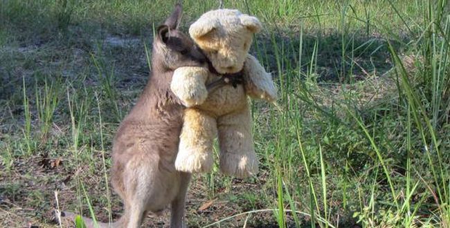 Zdjęcie kangurka z misiem podbija internet