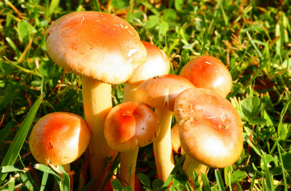 W lasach pojawia się coraz więcej grzybów