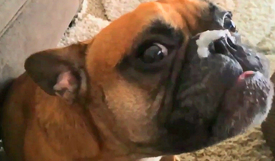 Buldog próbuje zlizać żel kokosowy z własnego nosa