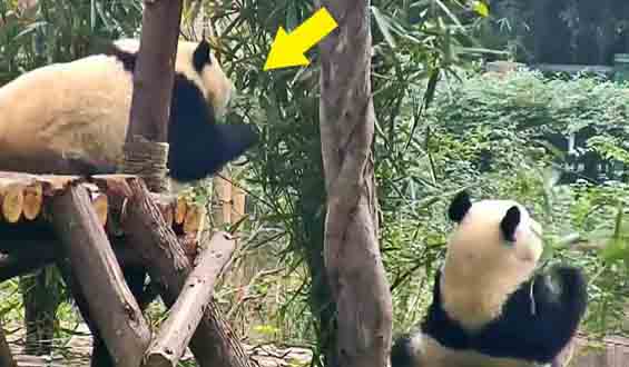 Co może spotkać łakomą pandę?