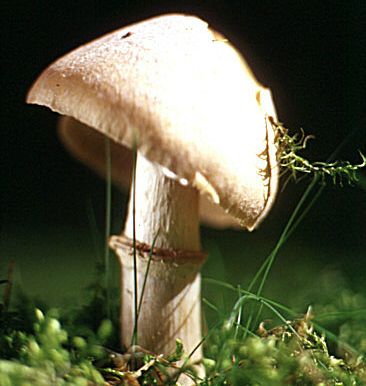 Płachetka kołpakowata