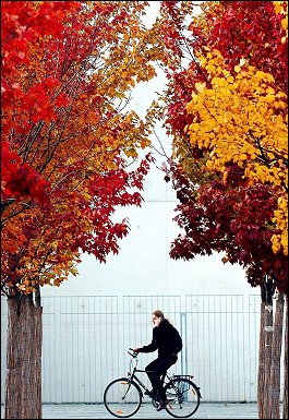 Rowerzysta pomidzy pokrytymi jesiennymi barwami drzewami w Berlinie 