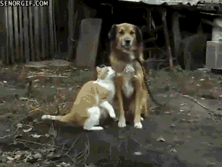 https://i.wp.pl/a/f/gif/33468/cat_dog.gif