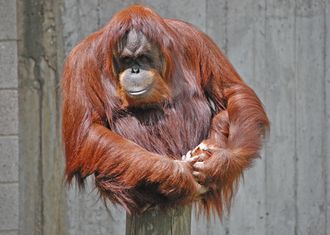 https://i.wp.pl/a/f/jpeg/22528/330orangutan.jpeg