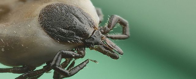 https://i.wp.pl/a/f/jpeg/28902/kleszcz_wiki_magazyn.jpeg